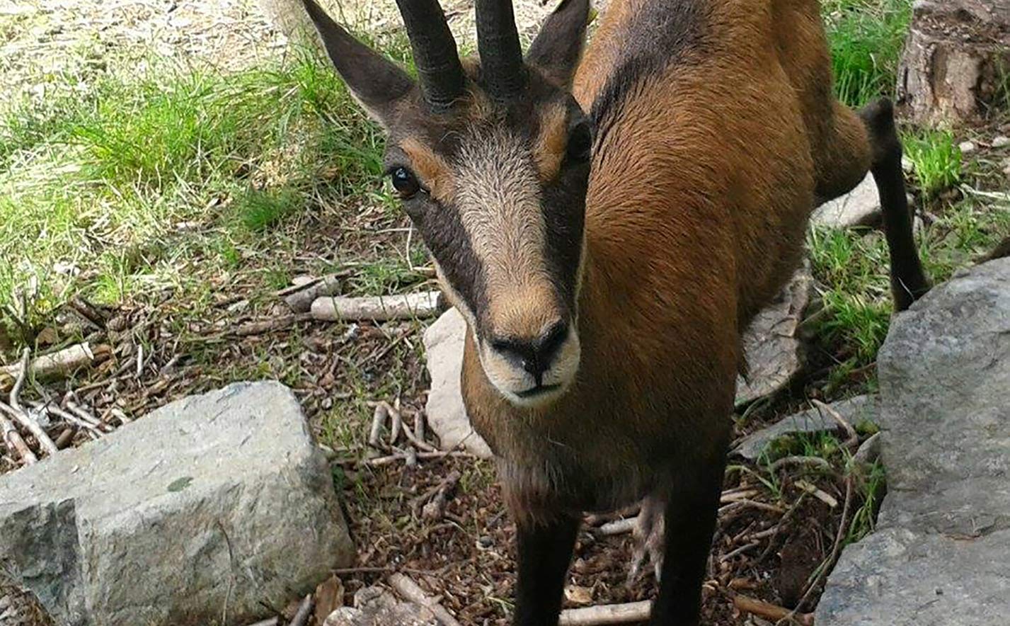 Parc animalier Valle d'Aosta